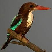 White-throated Kingfisher