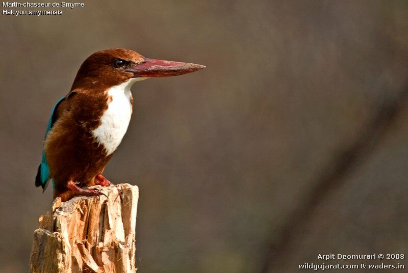 White-throated Kingfisher