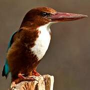 White-throated Kingfisher