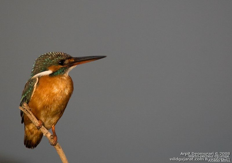 Common Kingfisheradult