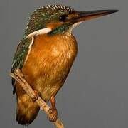 Common Kingfisher