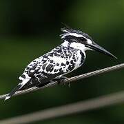 Pied Kingfisher