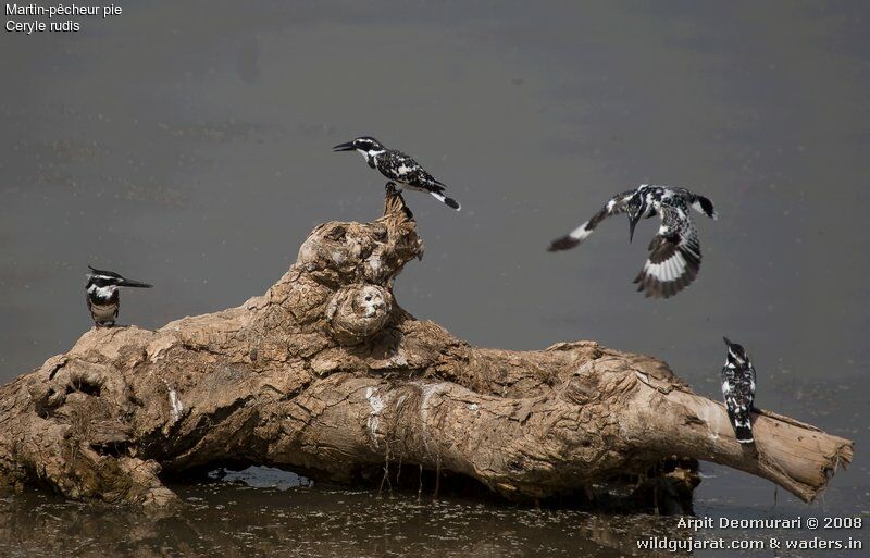 Pied Kingfisher