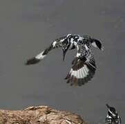 Pied Kingfisher