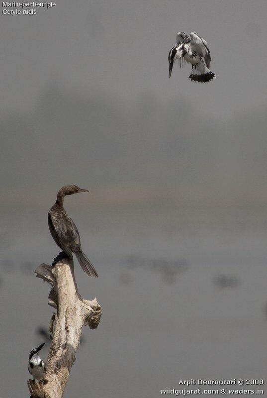 Pied Kingfisher