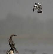 Pied Kingfisher