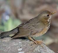 Tickell's Thrush