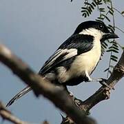 White-naped Tit