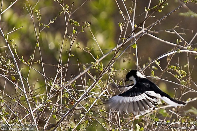 Mésange à ailes blanches