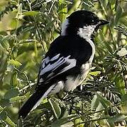 Mésange à ailes blanches