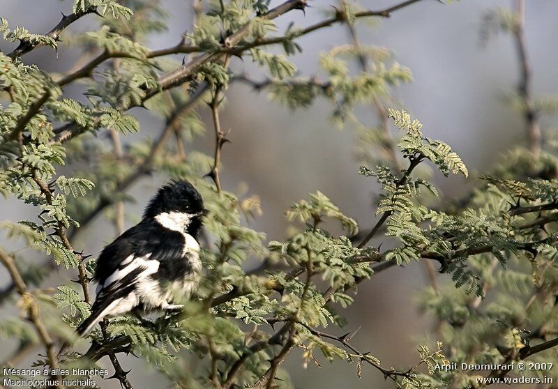 Mésange à ailes blanches