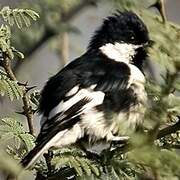 White-naped Tit