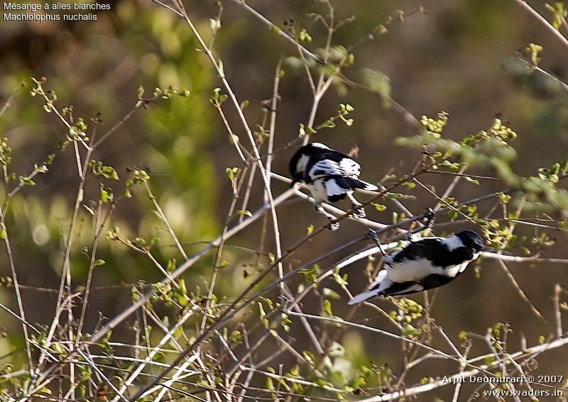 Mésange à ailes blanches