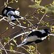 Mésange à ailes blanches