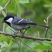 Mésange charbonnière