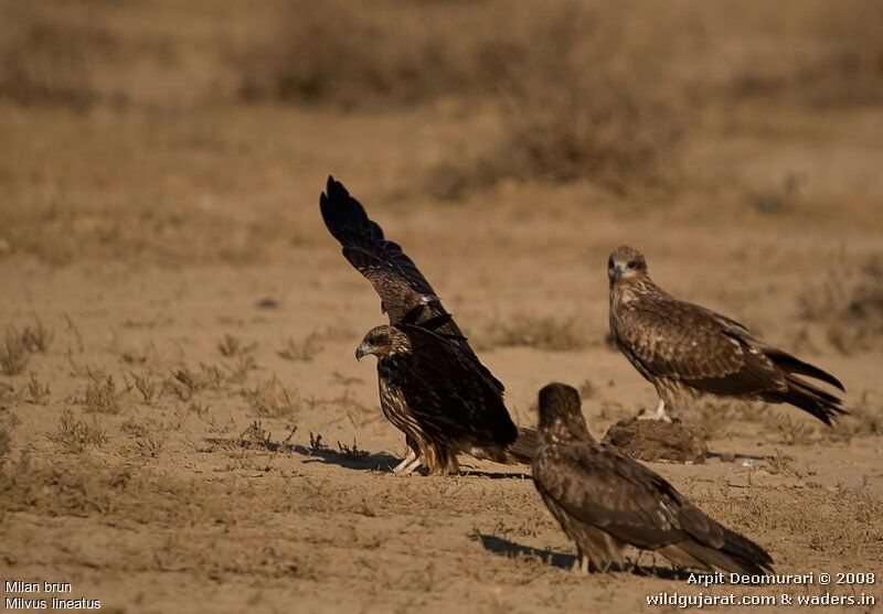 Black Kite (lineatus)