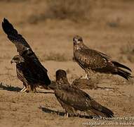 Black Kite (lineatus)