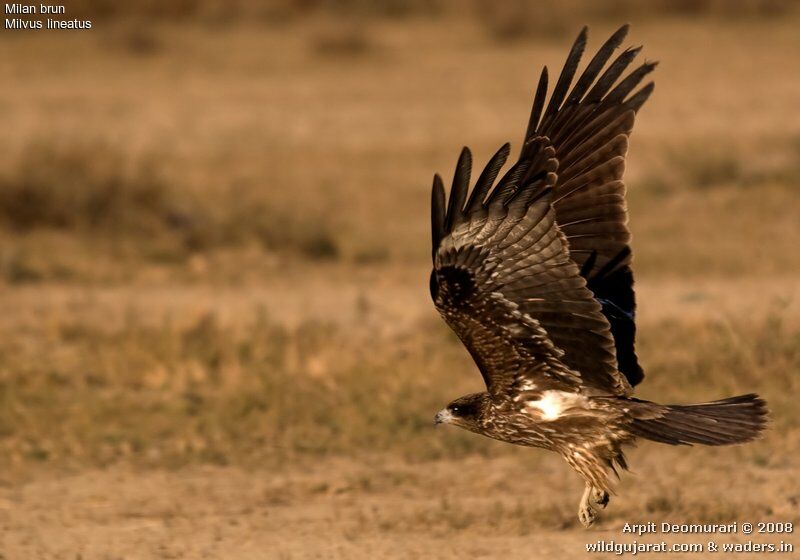 Black Kite (lineatus)