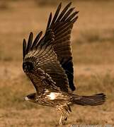 Black Kite (lineatus)