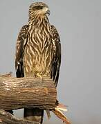 Black Kite (lineatus)