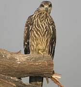 Black Kite (lineatus)