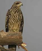 Black Kite (lineatus)