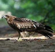 Brahminy Kite