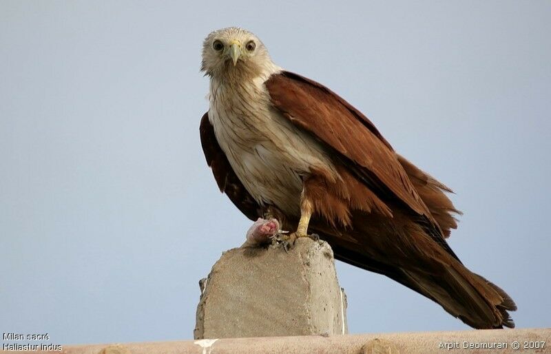 Brahminy Kiteadult breeding