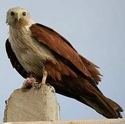 Brahminy Kite