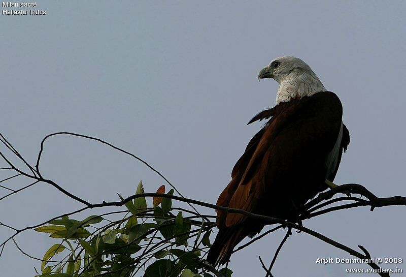 Brahminy Kite