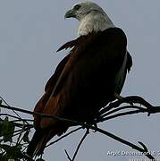 Brahminy Kite