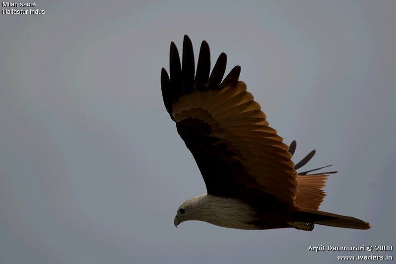 Brahminy Kite