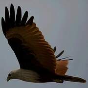 Brahminy Kite