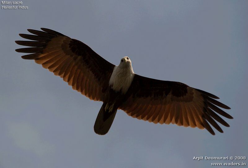 Brahminy Kite