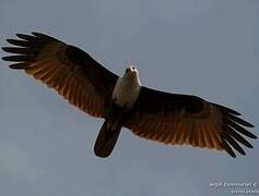 Brahminy Kite