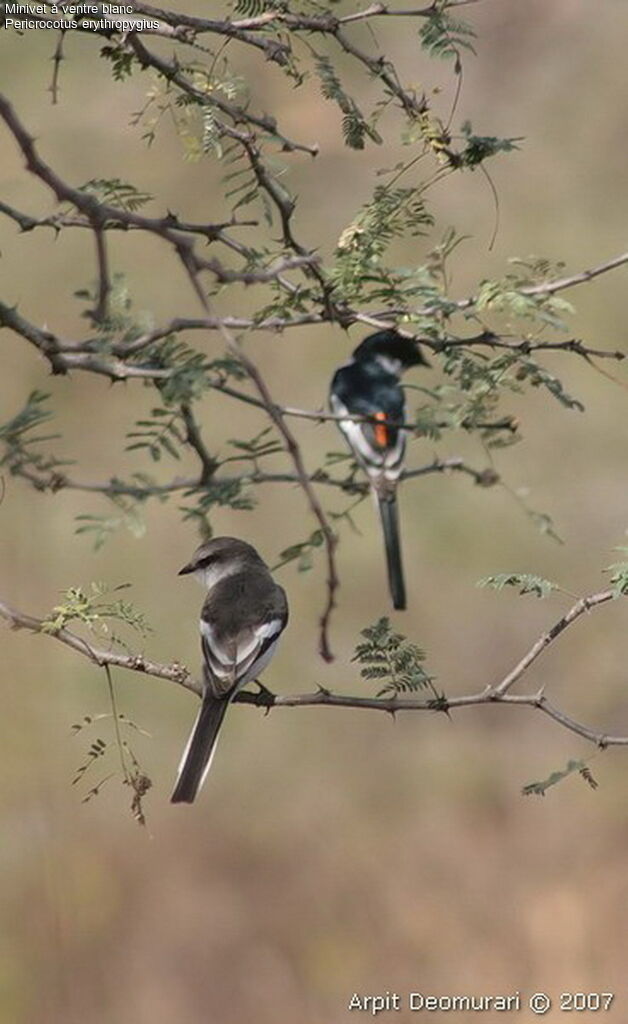 White-bellied Minivet adult breeding