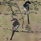 Minivet à ventre blanc