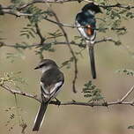 Minivet à ventre blanc