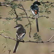 White-bellied Minivet