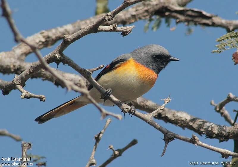 Small Minivet male adult