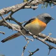 Minivet oranor