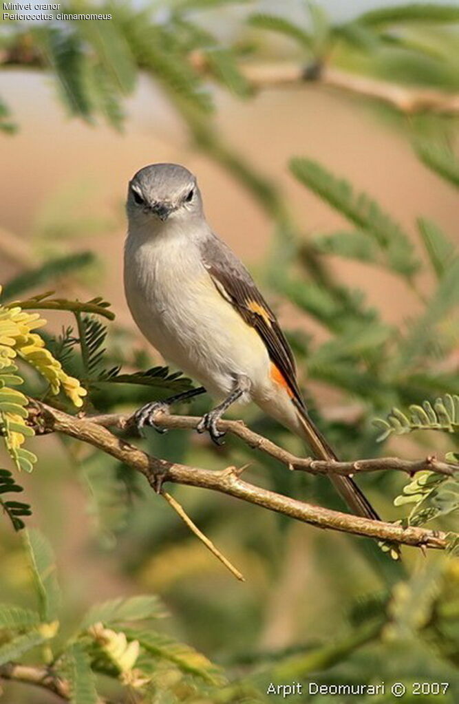 Minivet oranor femelle adulte nuptial