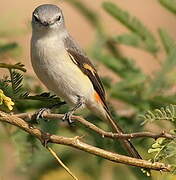 Minivet oranor