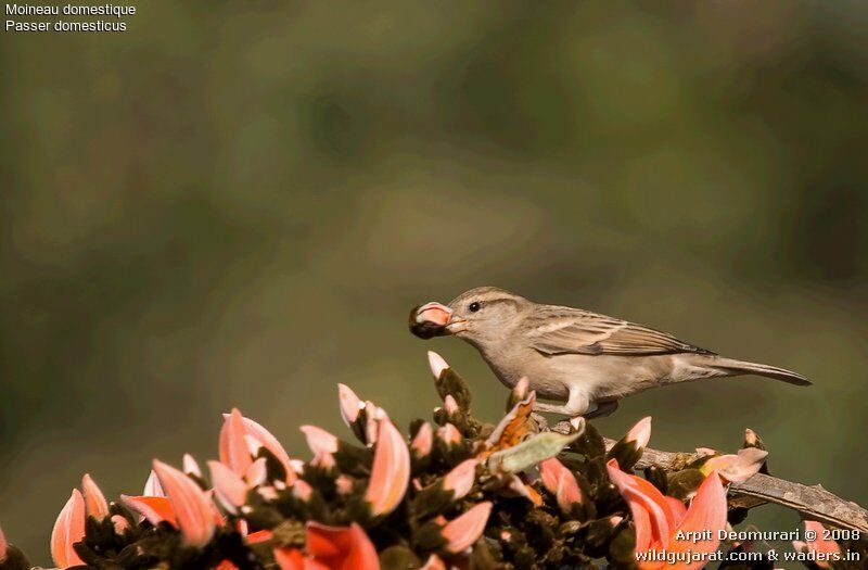 Moineau domestique