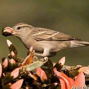 House Sparrow