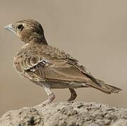 Ashy-crowned Sparrow-Lark