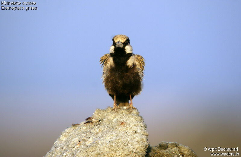 Ashy-crowned Sparrow-Lark male adult breeding