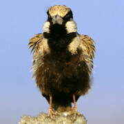 Ashy-crowned Sparrow-Lark