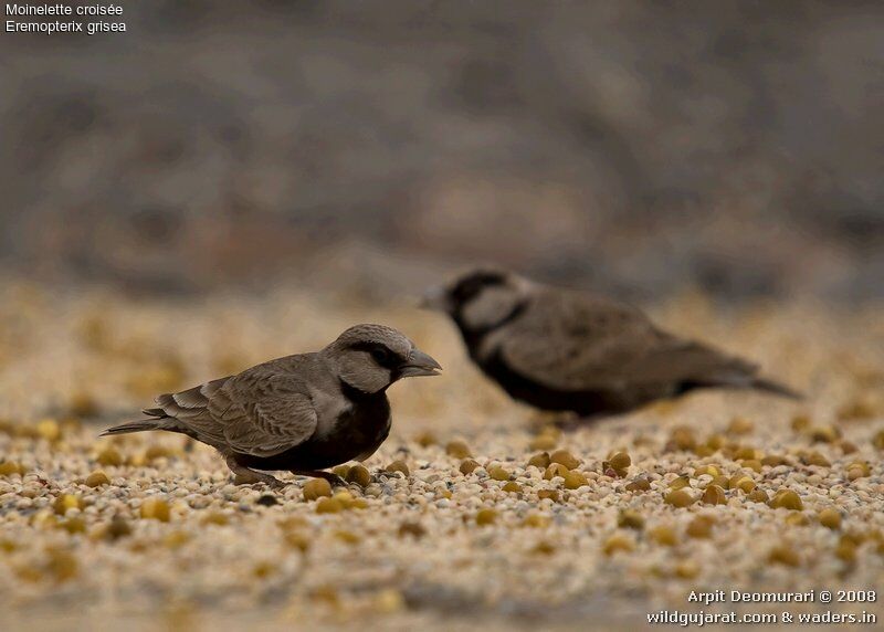 Ashy-crowned Sparrow-Lark