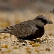 Ashy-crowned Sparrow-Lark